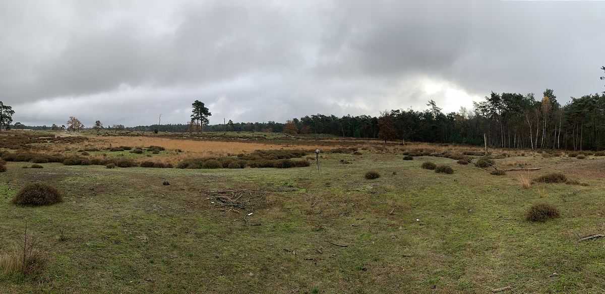 Offene Sandfläche mit Kiefern in den Loonse en Drunense Duinen