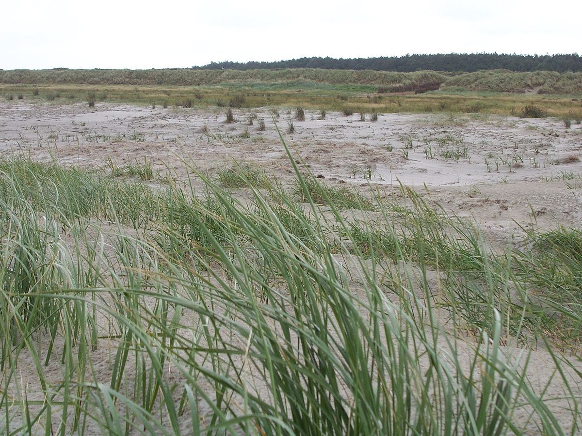 Breiter Sandstrand auf Schiermonnikoog mit Dünen im Hintergrund