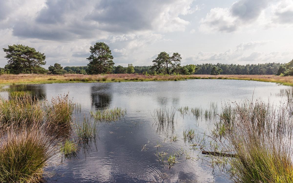Blühende Heide auf der Veluwe mit einzelnen Kiefern
